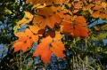 img481_IMG_3145.jpg
