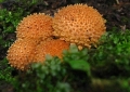 img53_IMG_5155.jpg